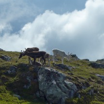 Reindeer of top of 1070 meters high Stor-Ulvåfjället